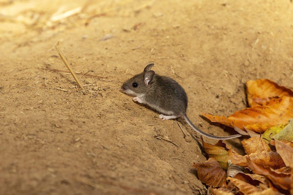 Got mice? Take precautions against hantavirus