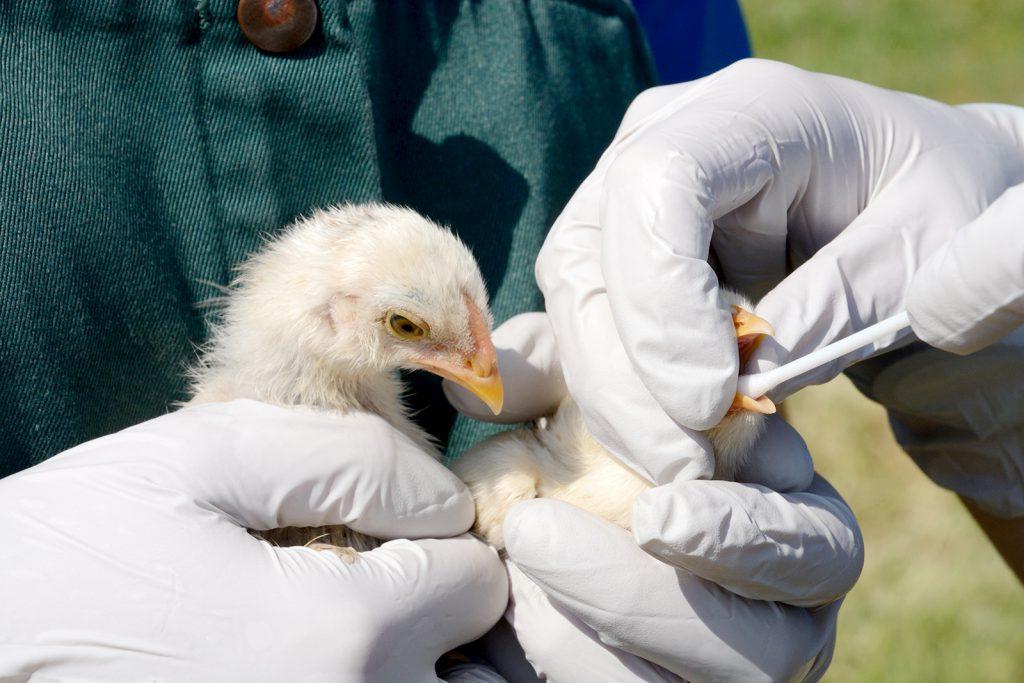 Garfield County Public Health monitoring nationwide avian influenza outbreak